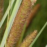 Carex hispida Květ