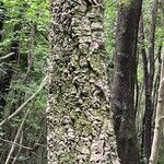 Quercus suber Casca
