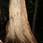Chimarrhis microcarpa Corteza