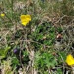 Ranunculus montanus Floro