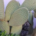 Opuntia oricola Fulla