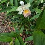 Sobralia chrysostoma Flor