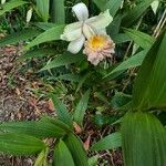 Sobralia chrysostoma Květ