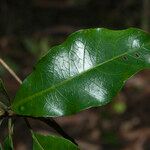 Terminalia guyanensis Leaf