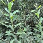 Salix cinereaFolio