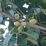 Syzygium jambos Fruct