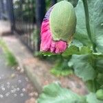 Papaver somniferum Floro