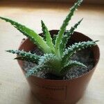 Aloe humilis Hoja