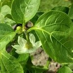 Capsicum annuum Blüte