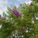 Jacaranda caucana অভ্যাস