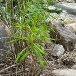 Epilobium angustifoliumLapas