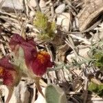 Linaria aeruginea Hàbitat