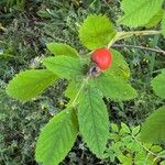 Rosa majalis Fruit