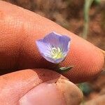 Linum pratense Кветка