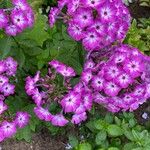 Phlox drummondii Flower
