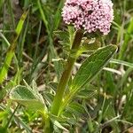 Valeriana dioica Levél