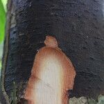 Detarium macrocarpum Rinde