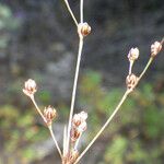Juncus tenageia 花