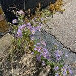 Erigeron speciosus Çiçek