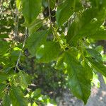 Elaeodendron curtipendulum Leaf