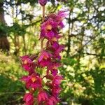 Epipactis atrorubens Fiore