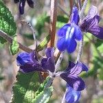 Salvia cuspidata 花