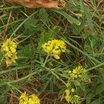 Medicago falcata Лист