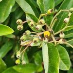 Photinia davidiana പുഷ്പം