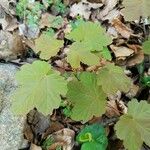 Acer opalus Leaf