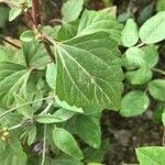 Ageratina adenophora Лист