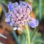 Lomelosia graminifolia Fiore