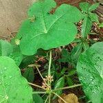 Jatropha podagrica Blad