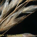 Bromus lanceolatus 果