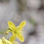 Biscutella lima Flower