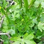 Ranunculus sceleratus Leaf