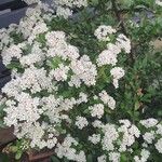 Spiraea nipponicaFlower