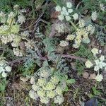 Lomatium dasycarpum Цвят