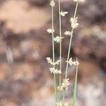 Eragrostis elongata Floare