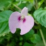 Impatiens flaccida പുഷ്പം