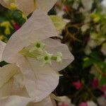 Bougainvillea spp. برگ