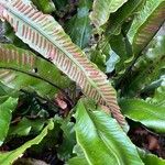 Asplenium scolopendrium Leht