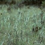 Spiranthes spiralis Hábito