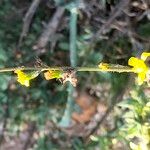 Senecio pubigerus 花