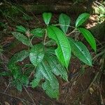 Miconia pterocaulon Hàbitat
