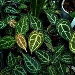 Anthurium crystallinum Hoja