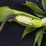 Arisaema tortuosum Hábitos