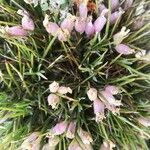 Erinacea anthyllis Kvet