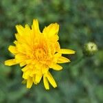 Hypochaeris radicata Blüte