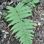 Dryopteris fragrans Folha