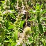 Ocimum × africanum Blomst